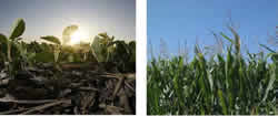corn and soybeans